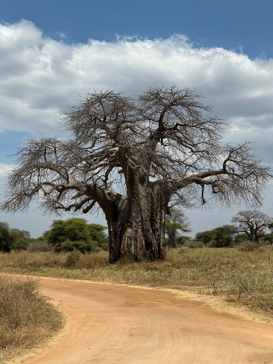 Огромный баобаб в парке Тарангири.