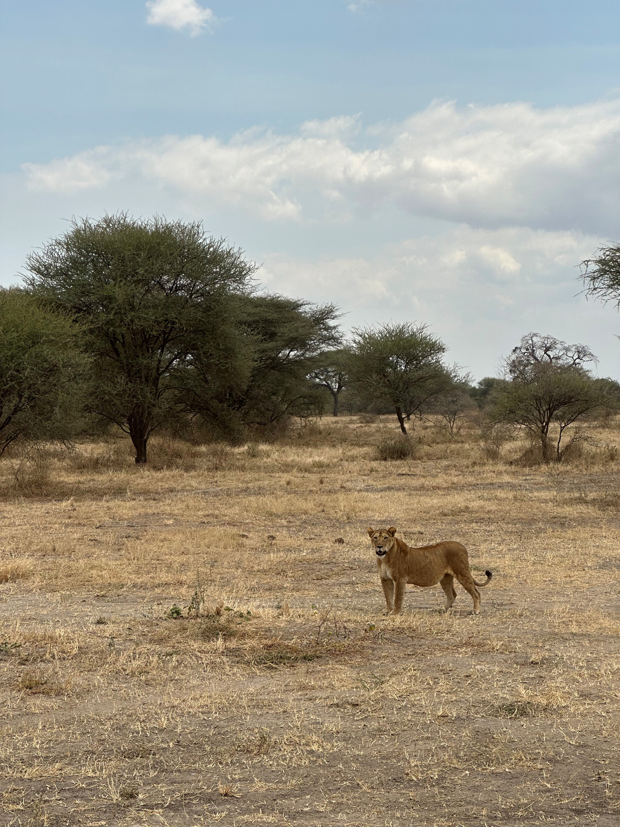Львица, которую мы встретили во время сафари в Тарангири. 