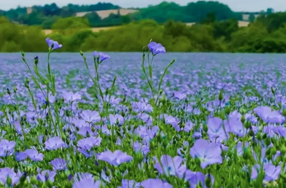 Цветущий лён. Из открытых источников