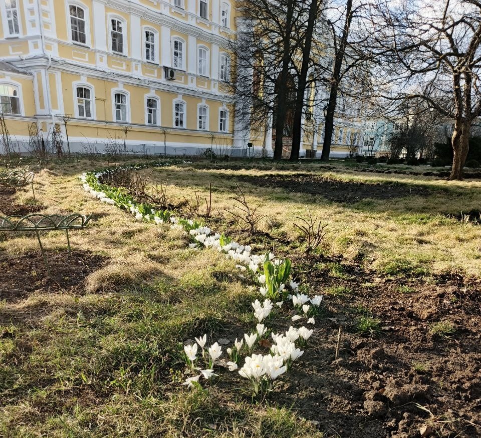Дивеевские первоцветы, апрель 2025, фото автора.