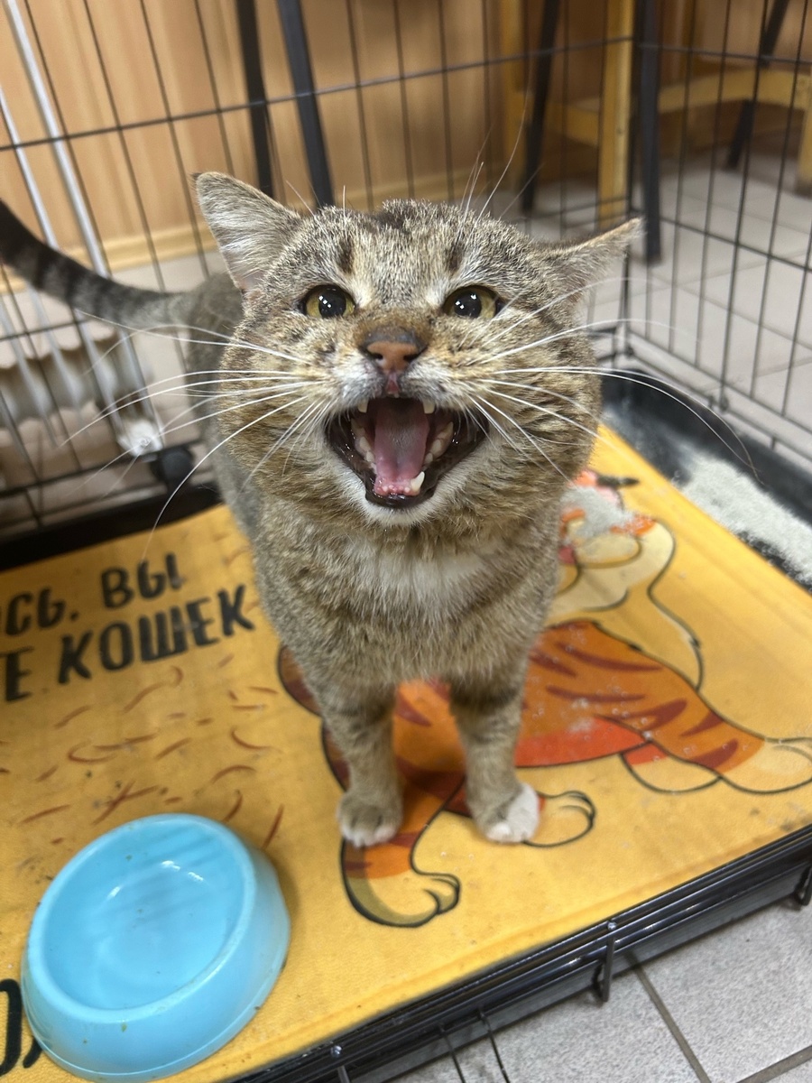 В аварии Ёжик потерял клылки