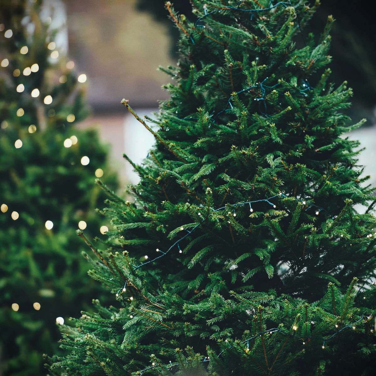 Ёлки напрокат.