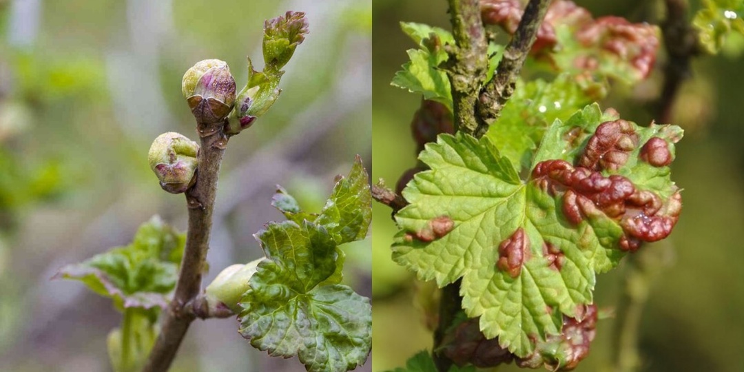 Обнаружил древний способ защиты черной смородины от вредителей. После простой обработки урожай увеличился вдвое