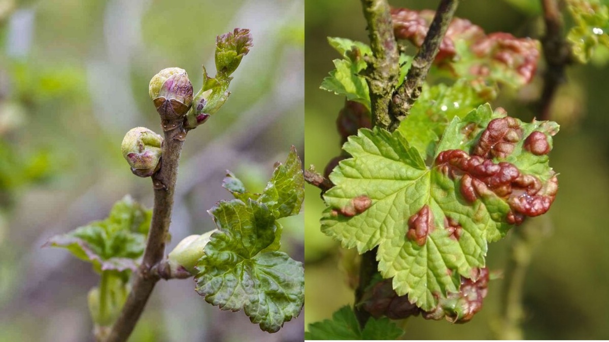 Типичные повреждения почковым клещом до применения защитного метода