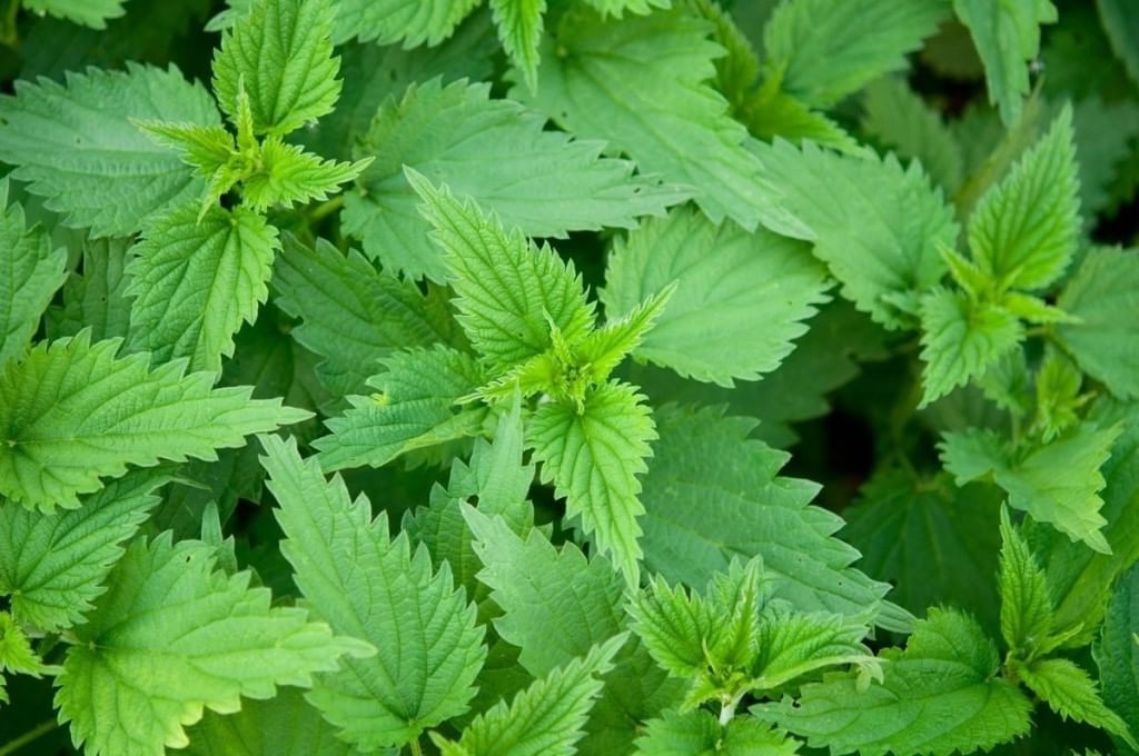 Крапива — трава с принципами. Лезть без дела запрещено!