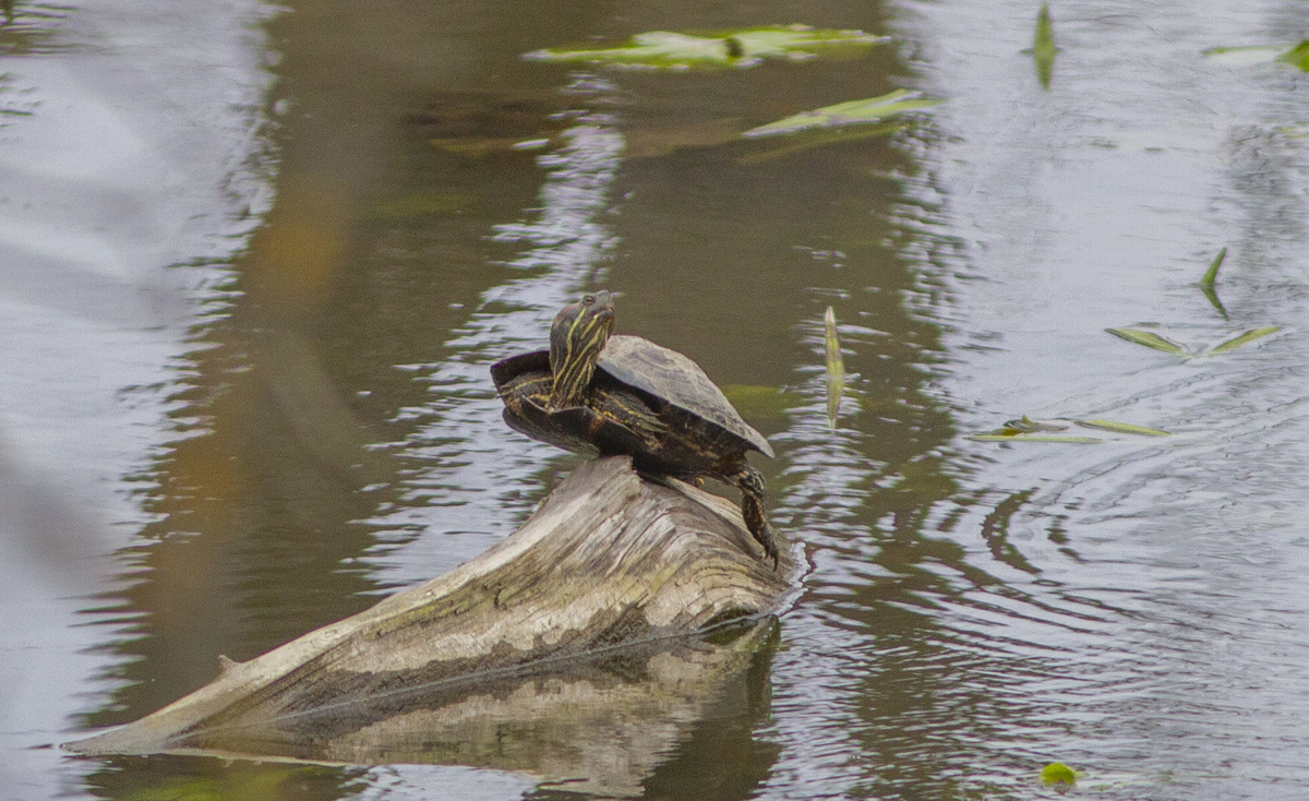 Красноухая черепаха (Trachemys scripta) в Мытищах. 01.04.2025