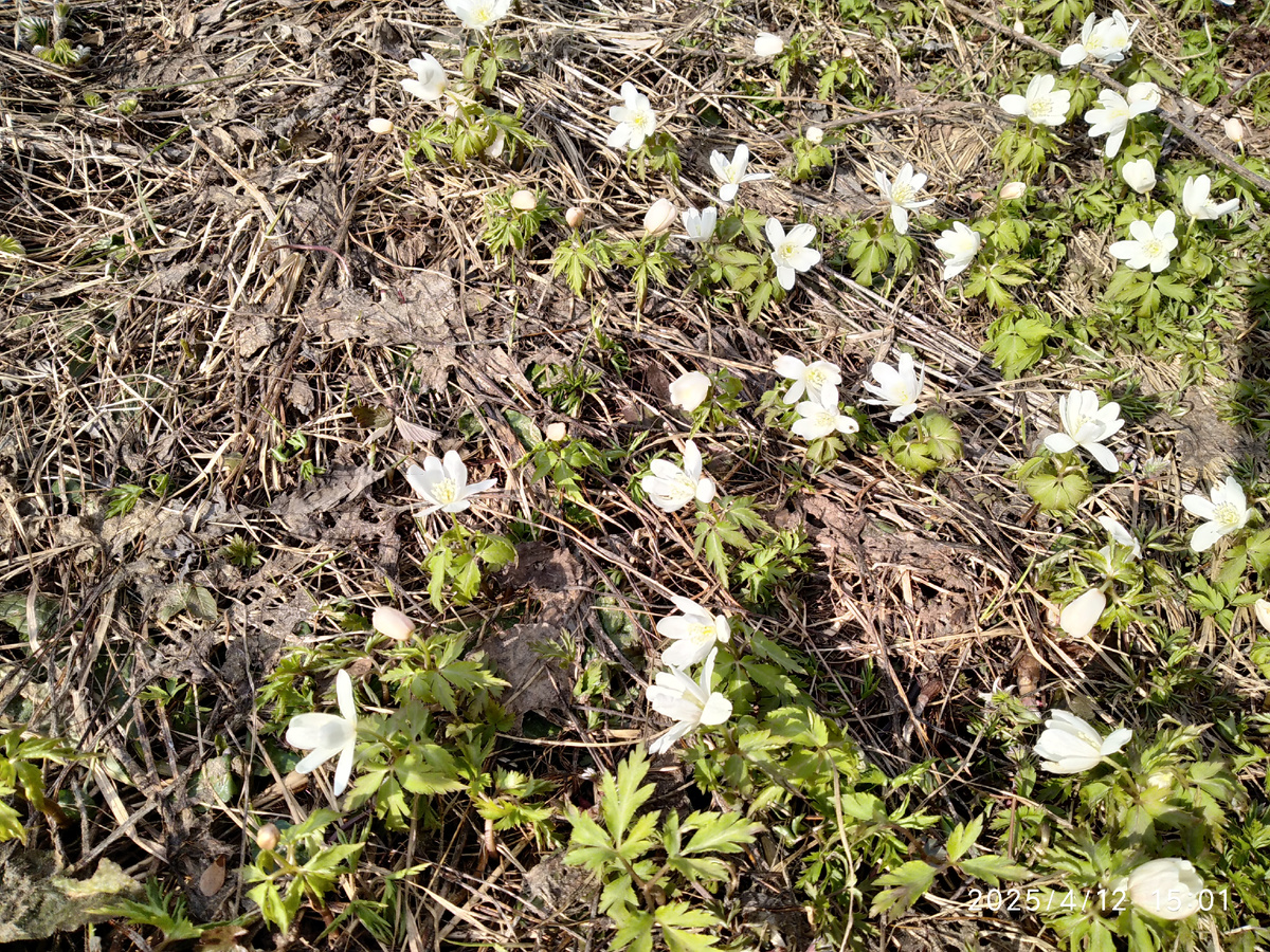 Ветреница дубравная (фотографии мои)