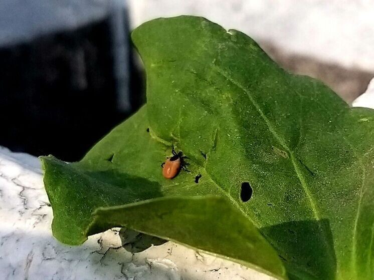     Специалист рекомендует самостоятельно не снимать клеща, а сразу бежать в ближайшую больницу или поликлинику. Фото: Архив МК в Великом Новгороде