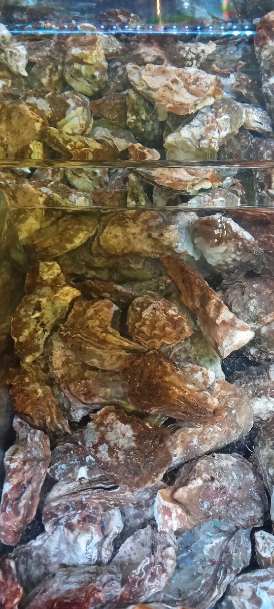 Живые устрицы в аквариуме 