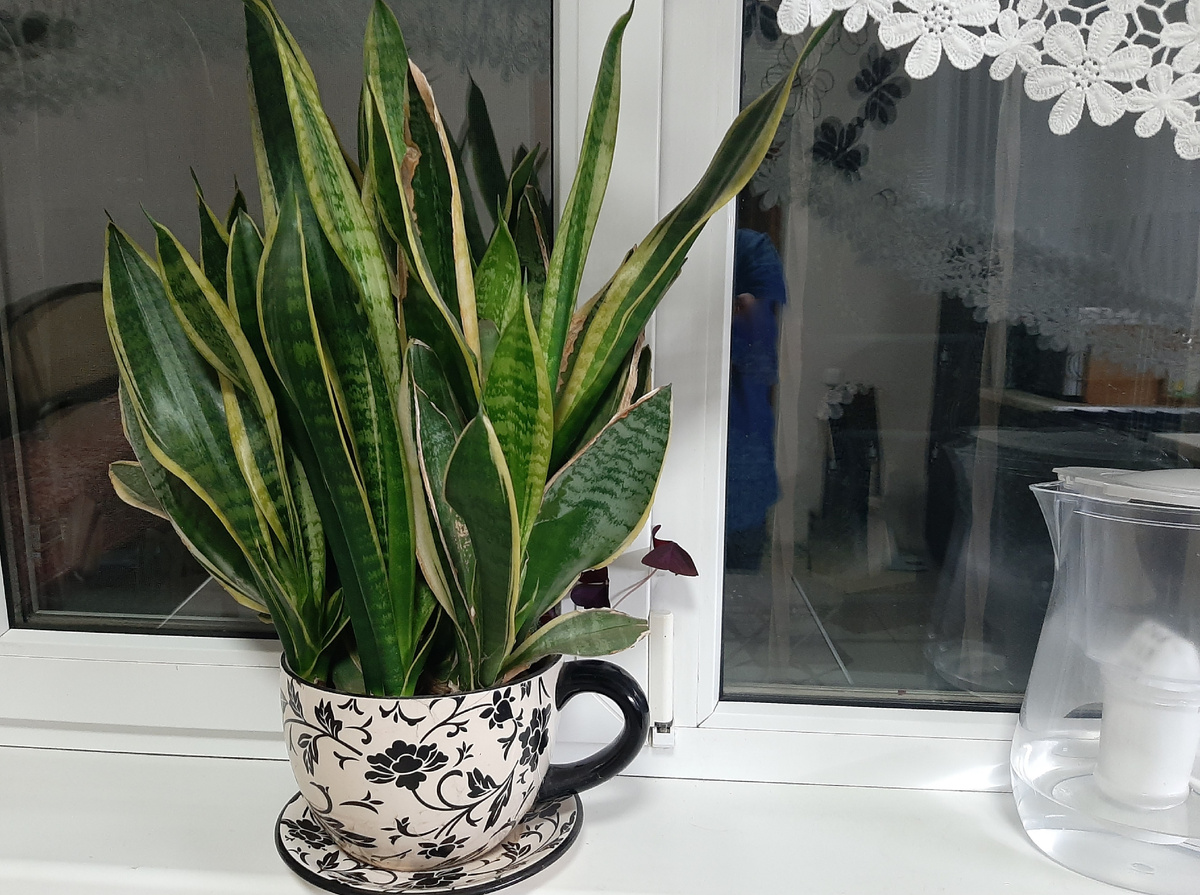 Тёщин язык или сансевиерия