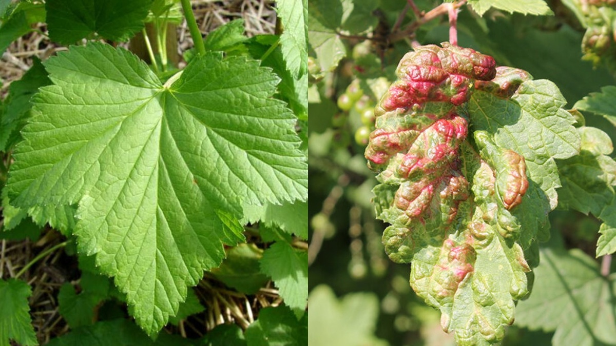 Отличить здоровый лист от пораженного галловой тлей можно с первого взгляда