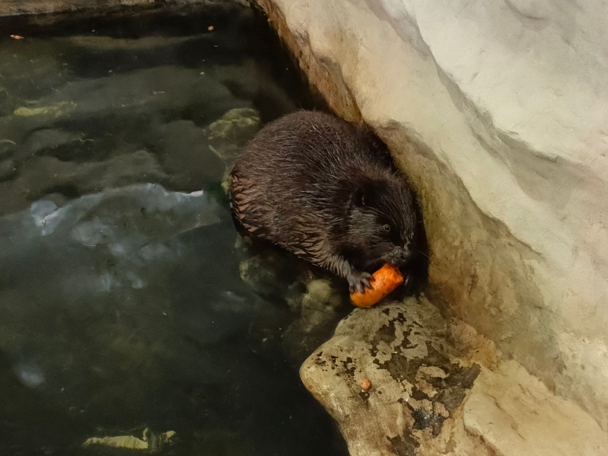 Бобр грызёт морковку