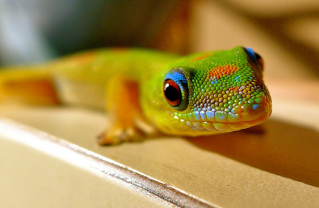Плоскохвостый мадагаскарский геккон (Phelsuma laticauda laticauda)