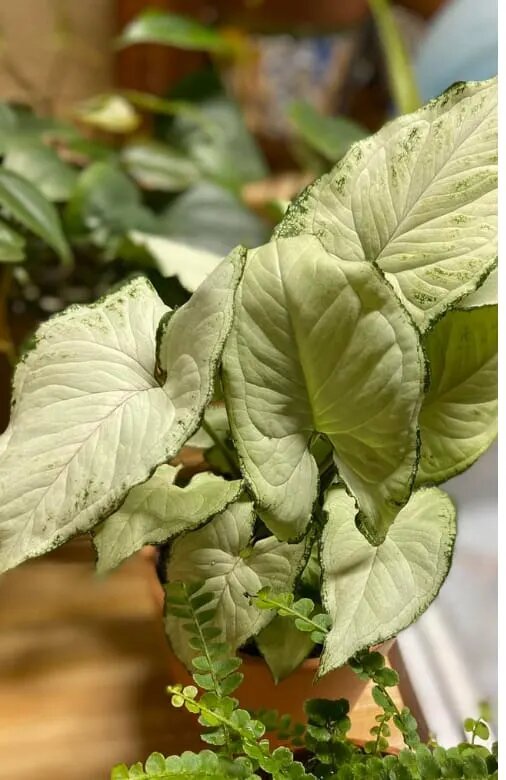 Syngonium Holly M