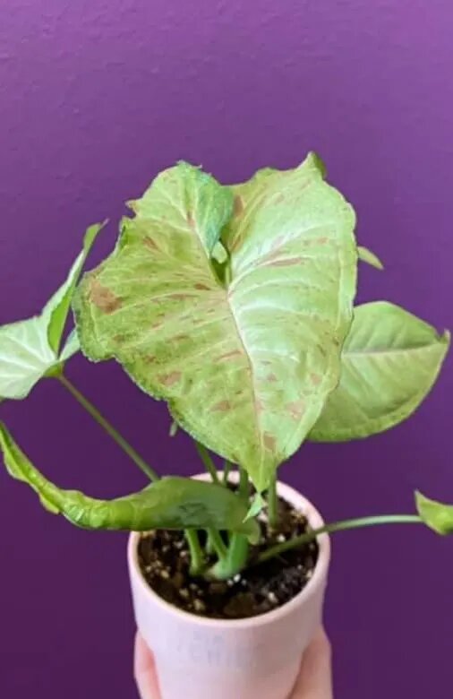 Syngonium Confetti