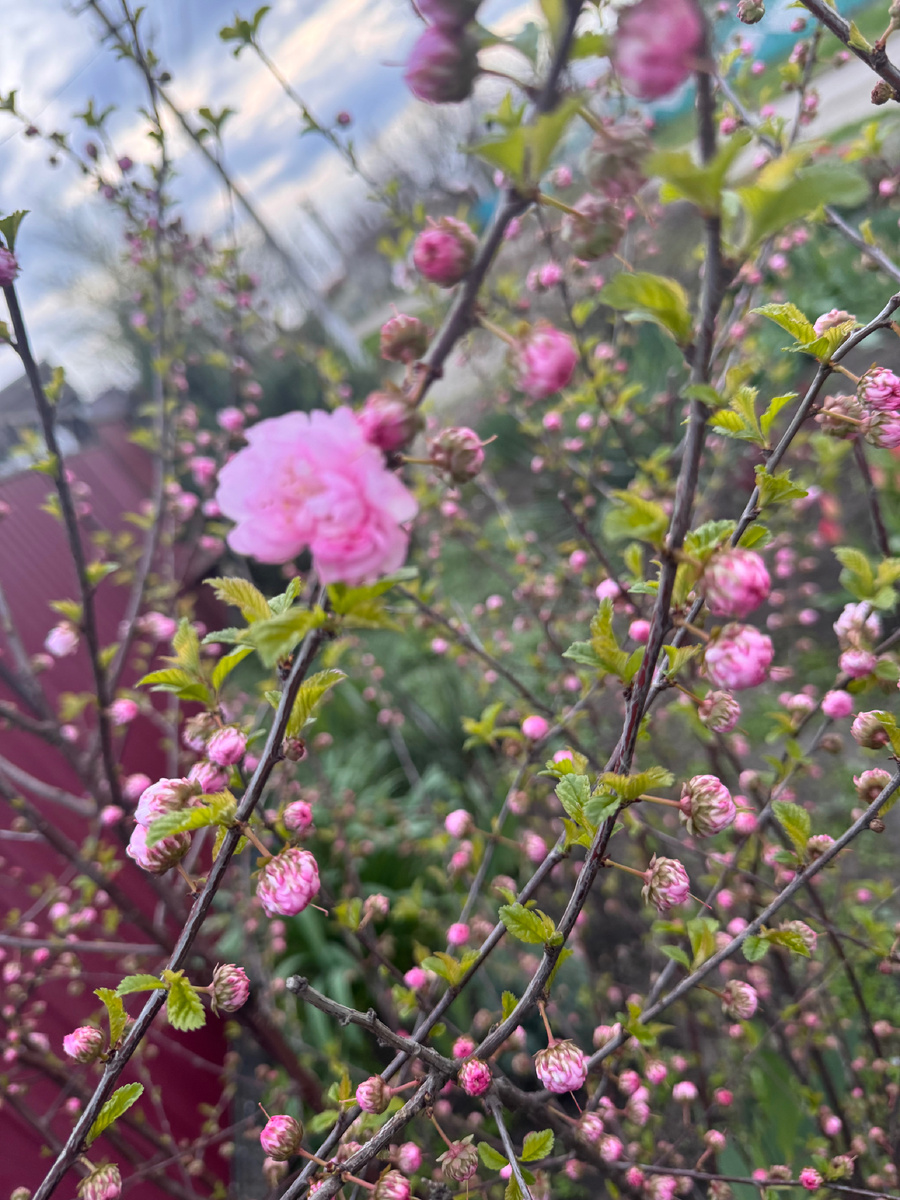 Соседский розовый куст