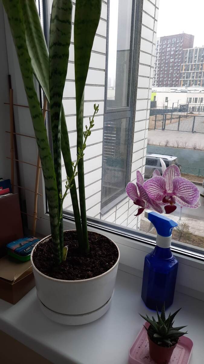 Цветы у мамы, я как-то не цветочник вообще)) у нас одна фиалка и все, хорошо хоть про неё не забываю))