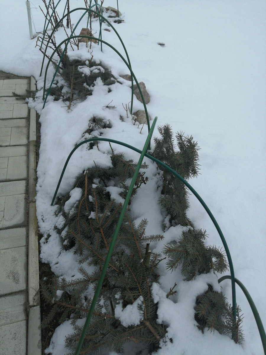 Розы под лапником