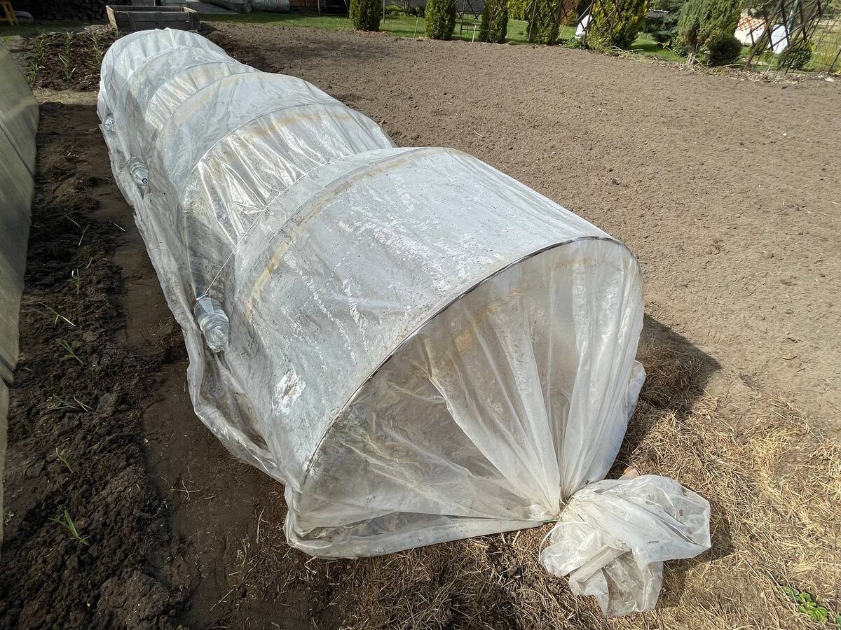 Пленочный парник на клубнике. Бутылки надежно фиксируют пленку. Фото автора