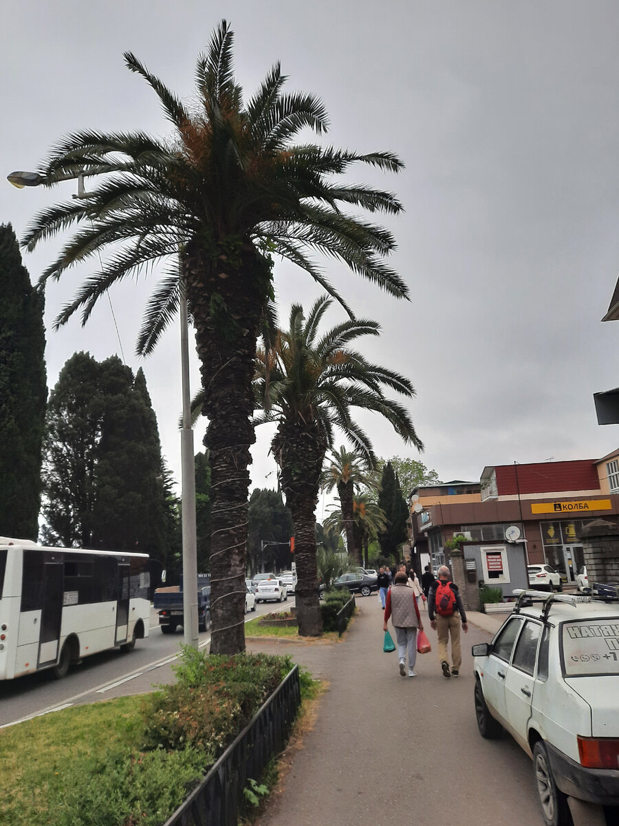 Пальмы в Адлере - обычное дело