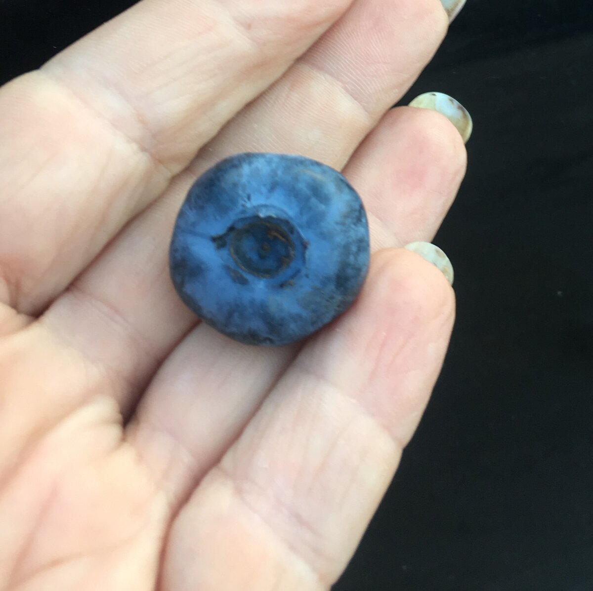 Фото: вот такая крупная голубика!