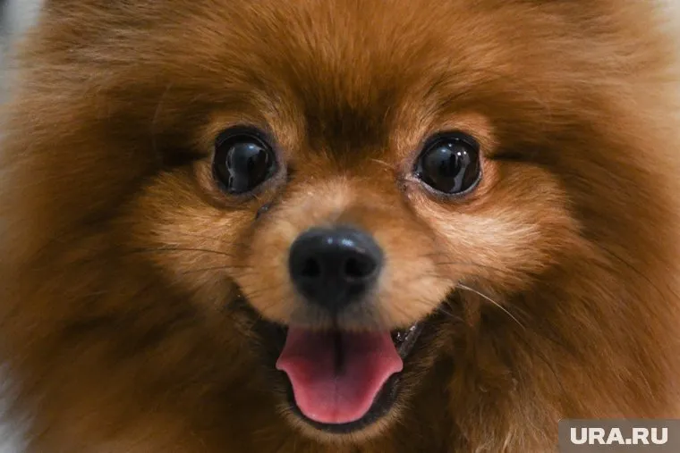 В Сургуте для собак делают торты и капкейки
Фото: Владимир Жабриков © URA.RU