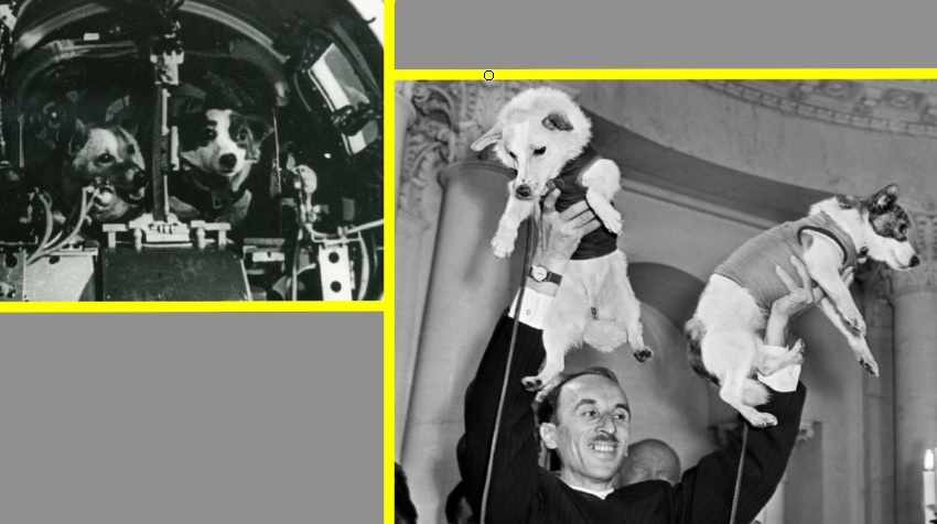 Собаки-космонавты Белка и Стрелка