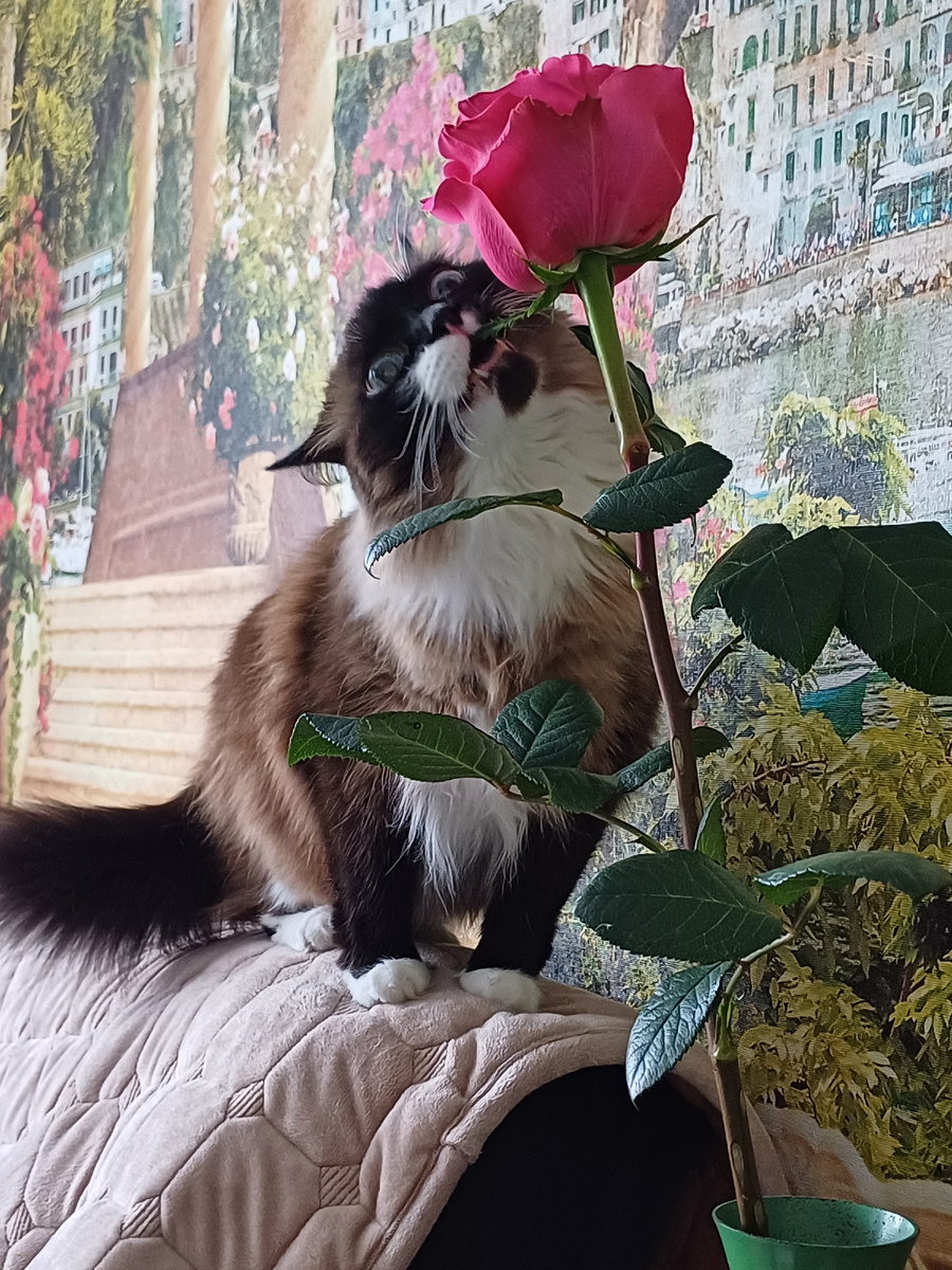 Дети розочку притаранили.