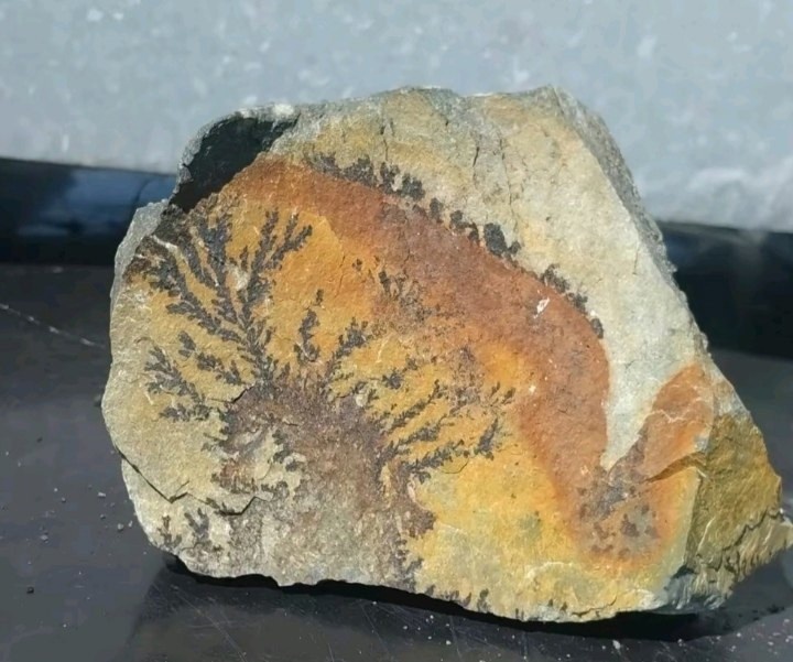 Находка Ривхата. Дендритовый узор на мергеле предположительно