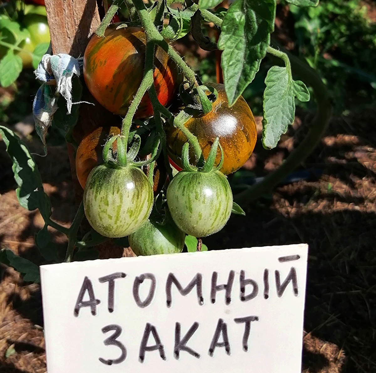 Такой вот "Атомный закат"