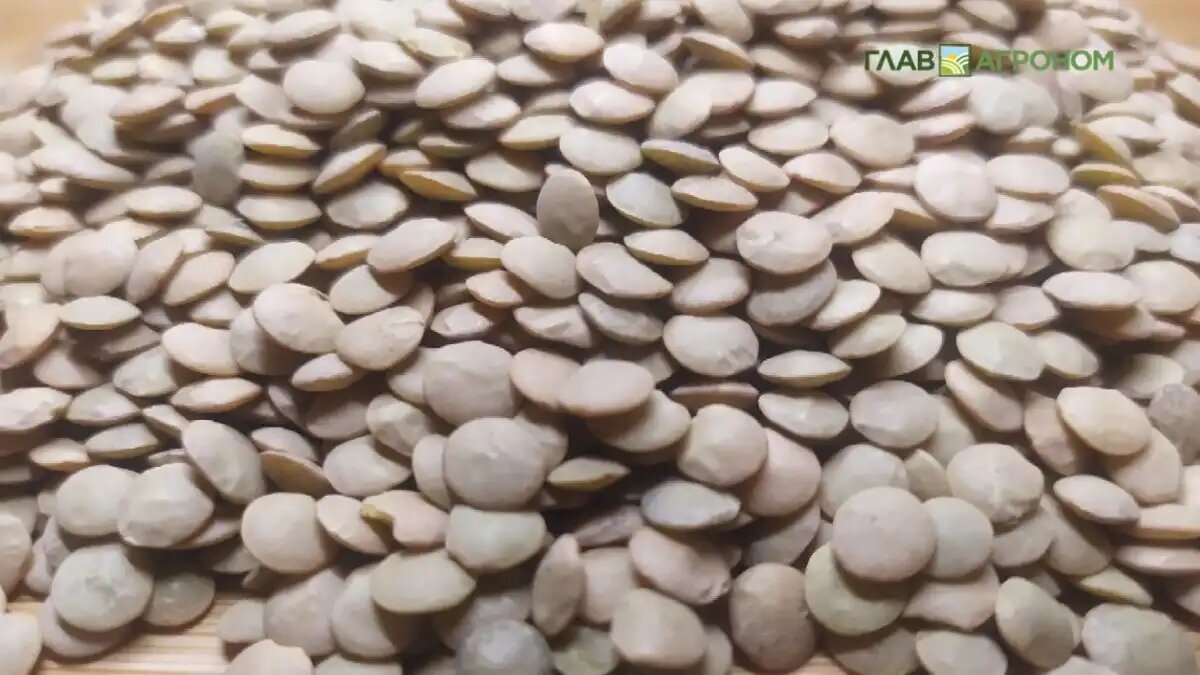 Фото:© Дмитрий Костюкевич / Glavagronom.ru
О сборах чечевицы в России в 2024 году