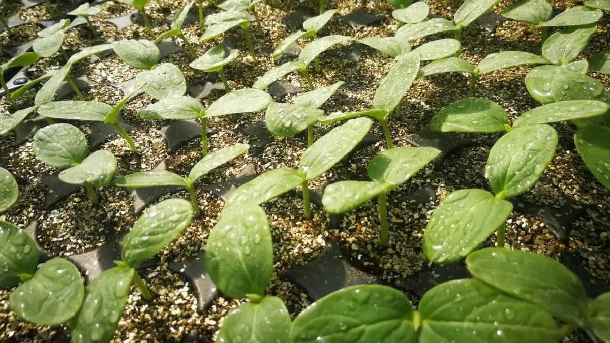 Фото:rassadaprof.ru
Эксперты рассказали о проблемах селекции и семеноводства овощных культур в России