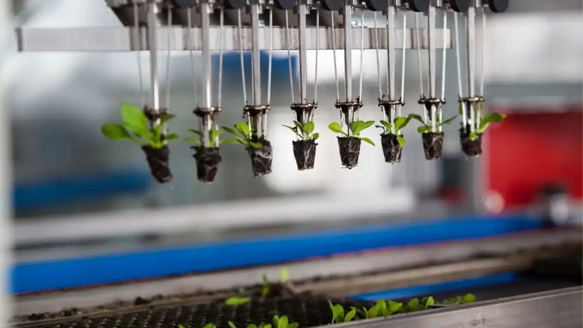 Фото:rassadaprof.ru
Высокий уровень автоматизации всех процессов обеспечивает оборудование инновационного рассадного комплекса «РОСТОК»