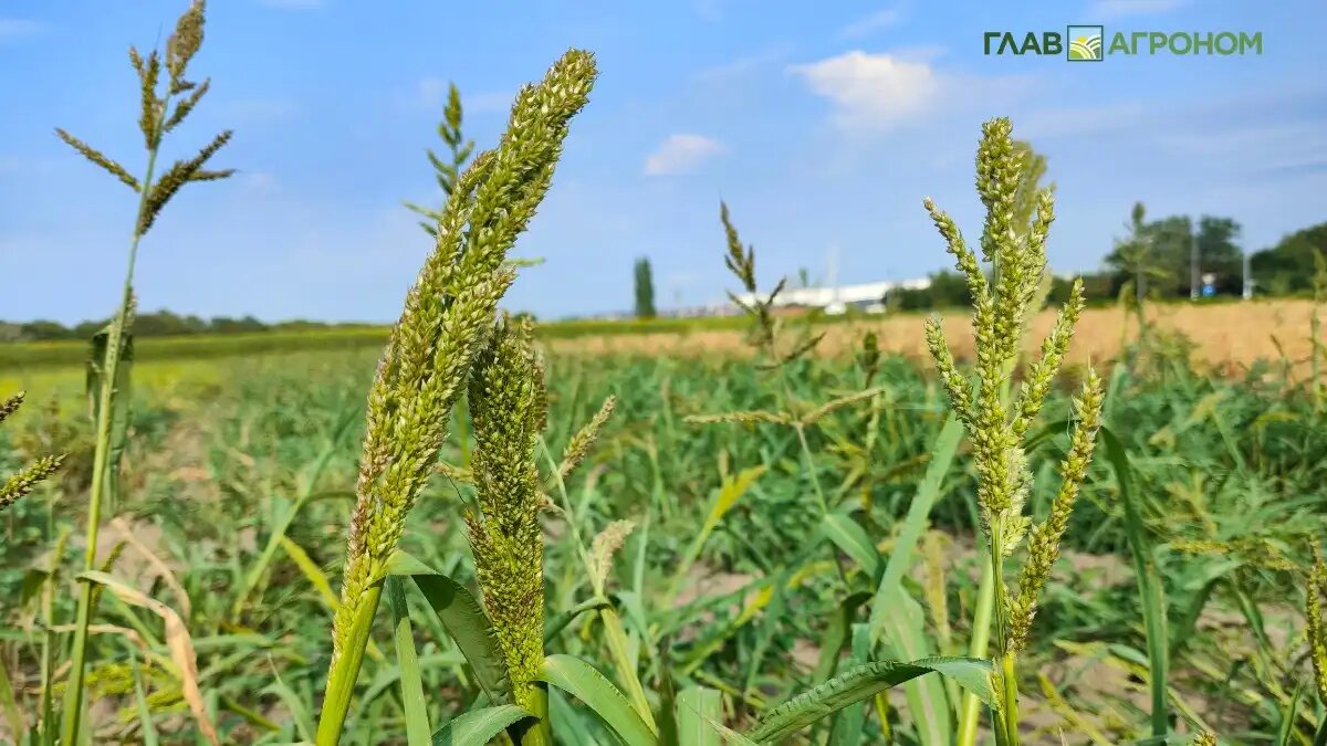 Фото:© Артем Борисов / Glavagronom.ru
О сборах сорго в России в 2024 году