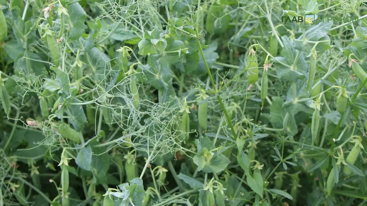 Фото:© Владимир Исаенко / Glavagronom.ru
Самыми рентабельными в этом сезоне будут масличные и нишевые культуры, например, зернобобовые