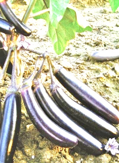 Король Севера, советую