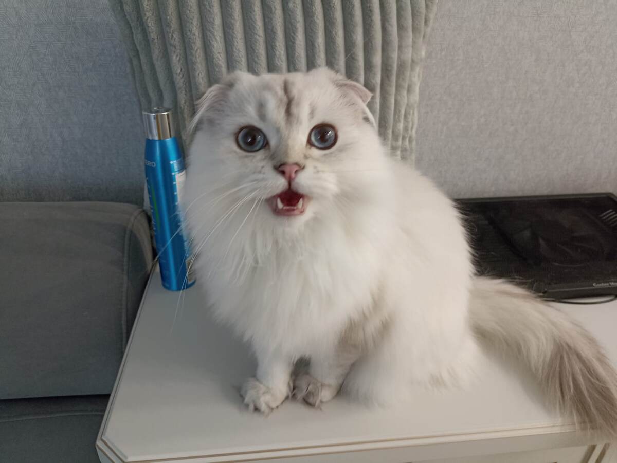 Кто это? Голубые и чистые глазки! 