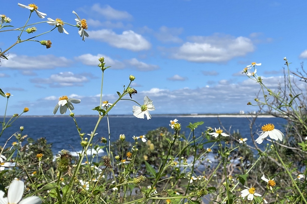 Сентор-Парк, Калаундра, Квинслэнд, Австралия; фото (как и следующие) - из домашнего архива