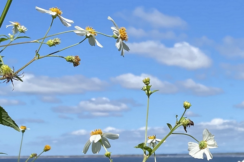 Череда волосистая, Биденс пилоза (лат.)