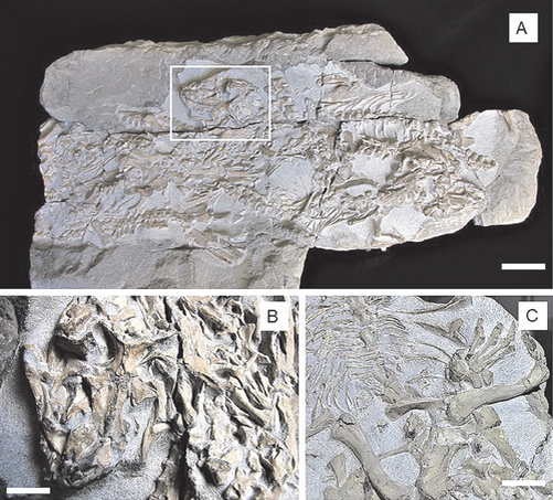 Окаменевшие останки мезозуха.