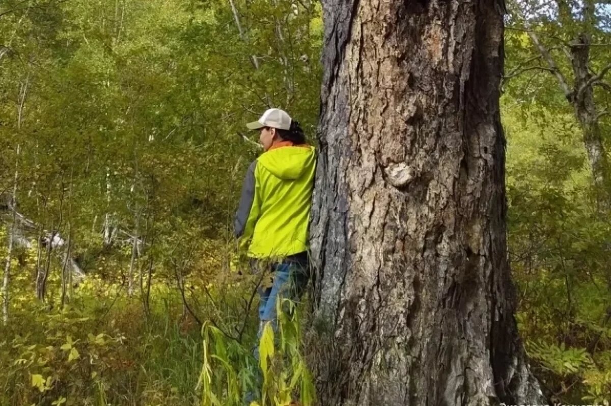   Камчатская 300-летняя береза внесена в реестр старовозрастных деревьев