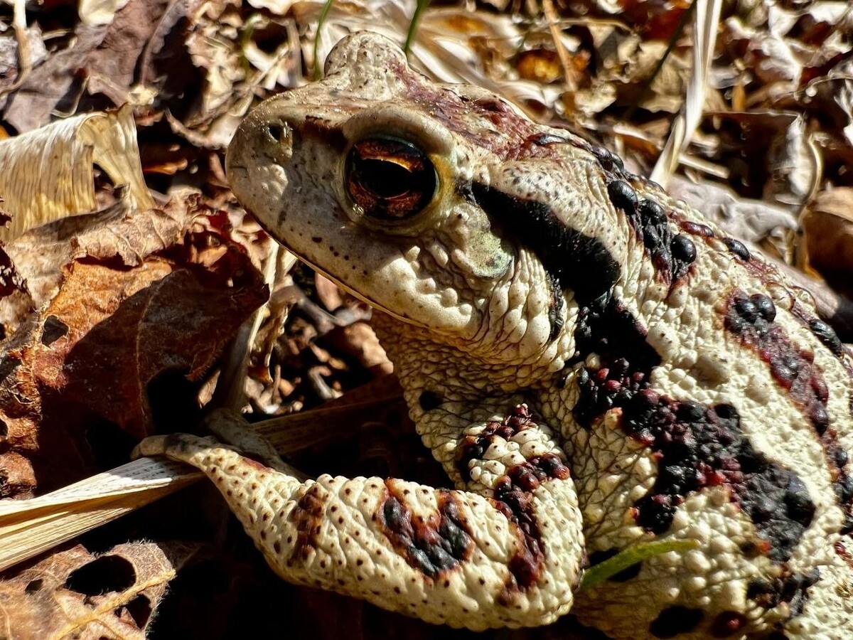     Источник: @amurleo_land