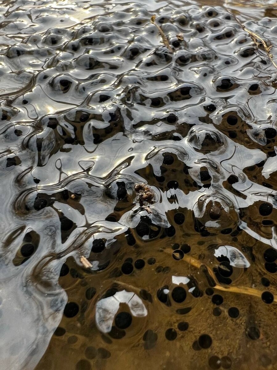     Источник: @amurleo_land