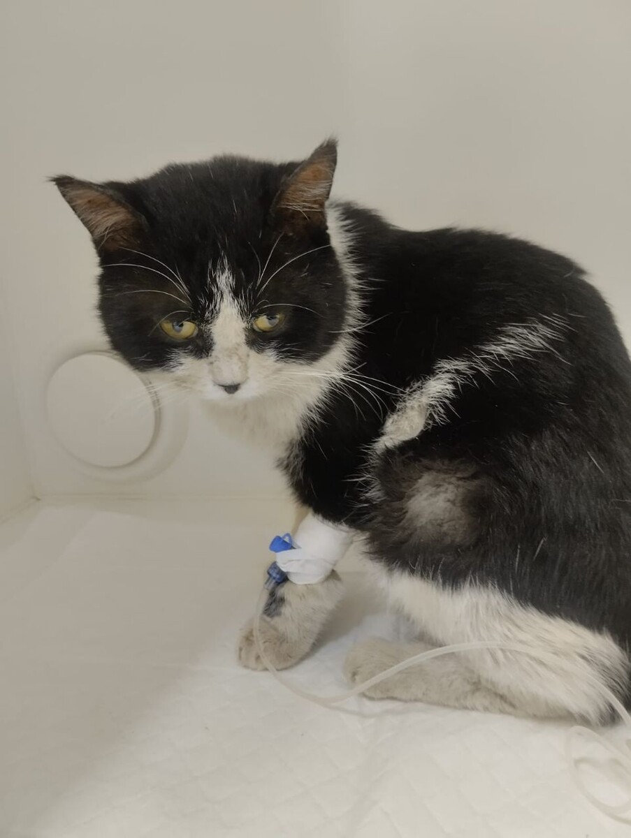 Барсик сейчас в клинике и очень надеется на спасение