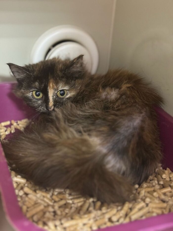 Чопа в клинике