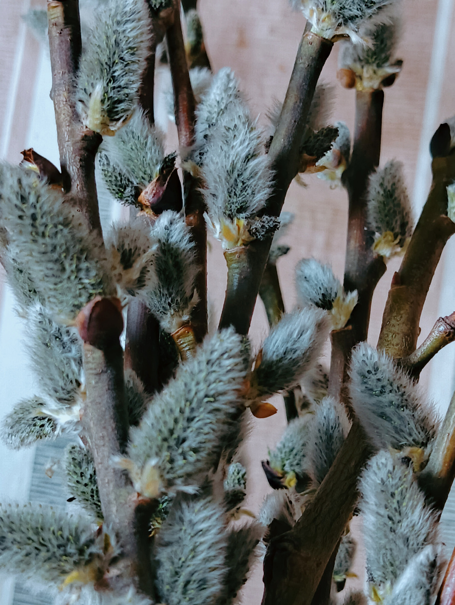 Не я бью, верба бьет! или Верба хлест, бей до слез!