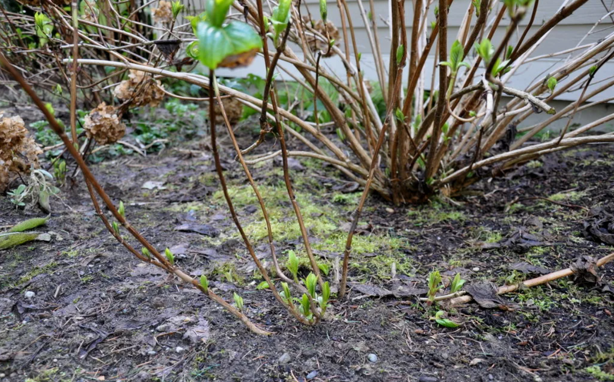 Гортензия после зимы