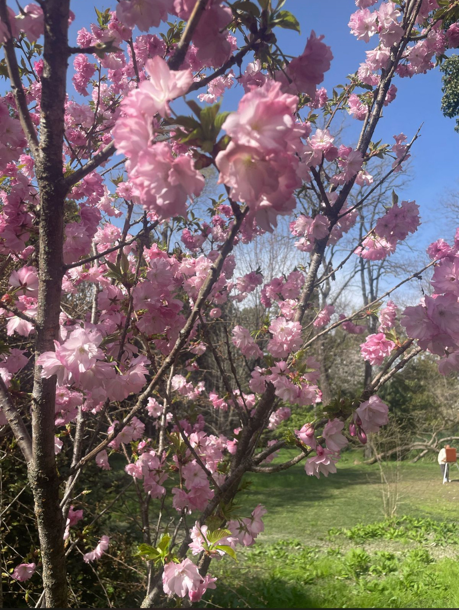 Это в Сочи) Там всё цветет!