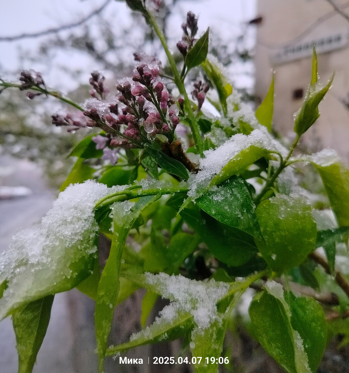 Сирень в снегу 