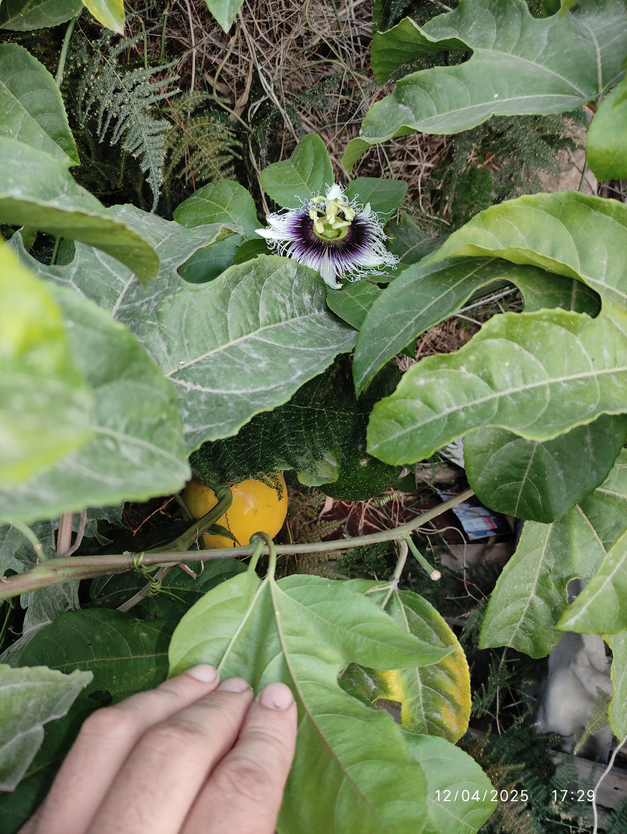 Зрелый фрукт маракуйя видно внизу и сверху цветок. 